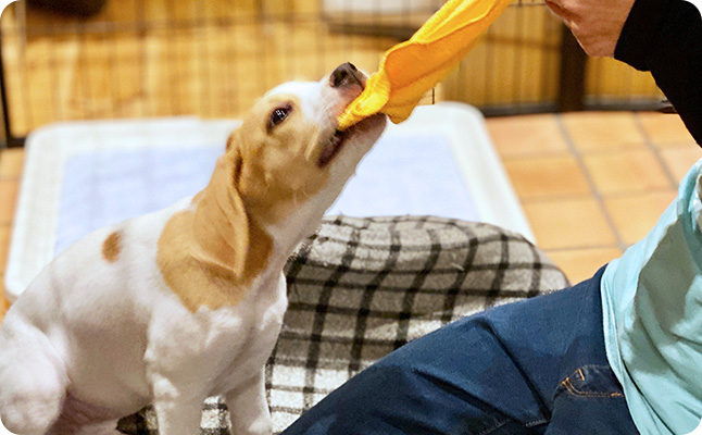 犬の問題行動