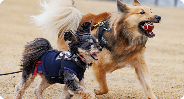 コミュニケーションと運動を兼ね備えたトレーニングや人との遊びは、犬のエネルギー発散に最適です
