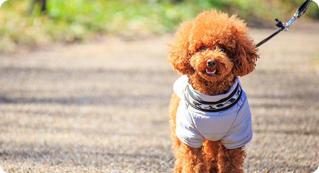 犬の個性を認める