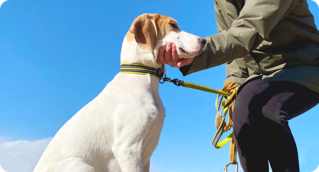 「GOOD!」は、人と犬との一番大切な共通語