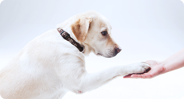 しつけ(トレーニング)は、犬との絆をつくります