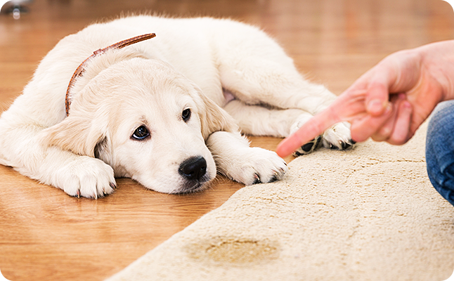 犬にトイレを教えるには