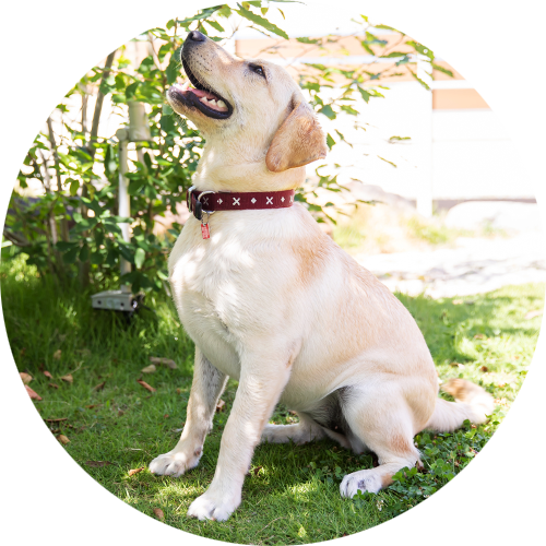 犬のしつけ 成犬