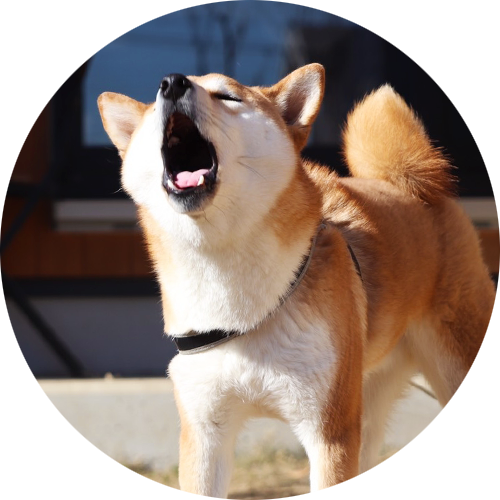 犬のしつけ 問題行動