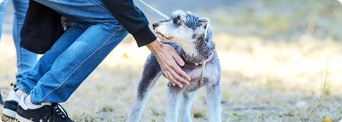 犬のしつけ教室
