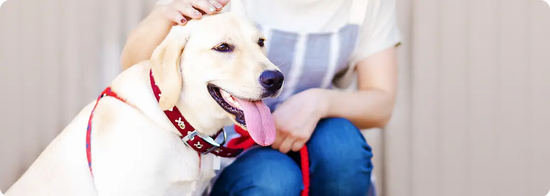 犬のしつけ教室