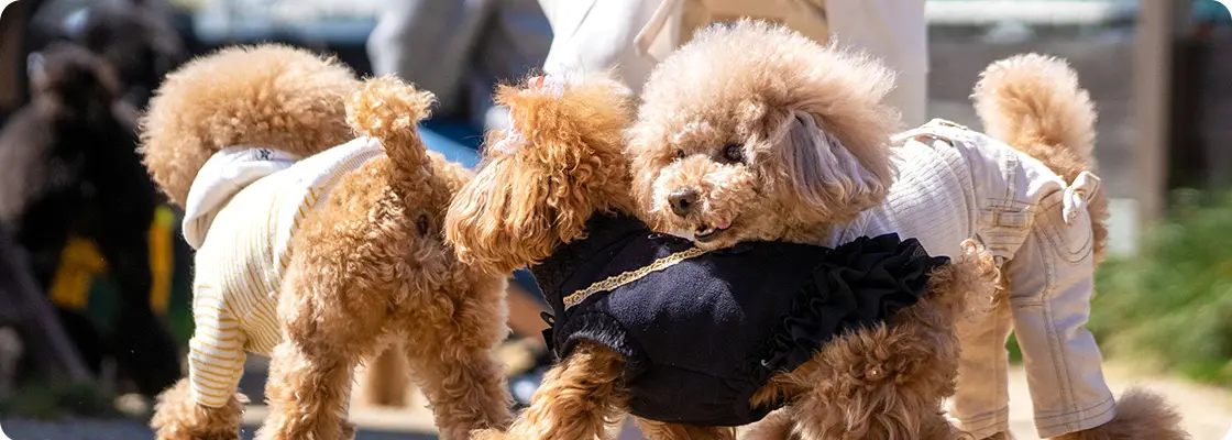 犬のしつけ教室 グループレッスン