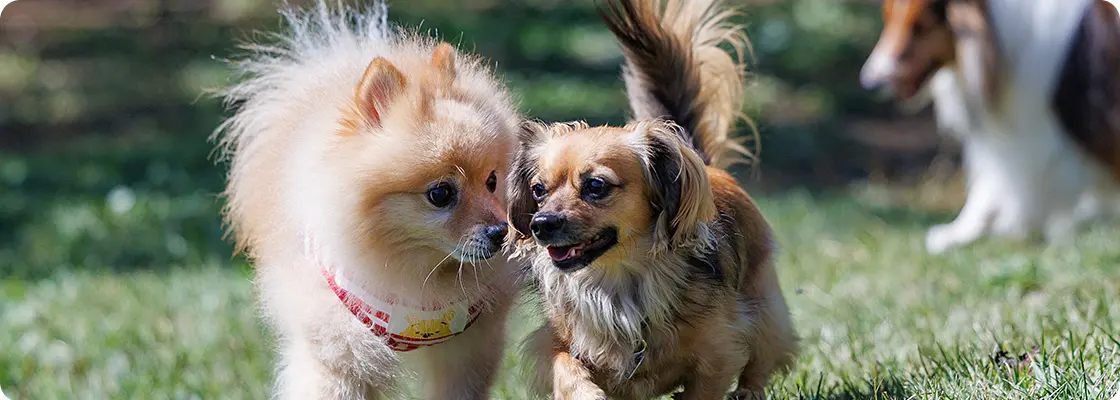 犬のしつけ教室 グループレッスン